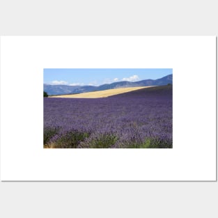 Lavander in Provence Posters and Art